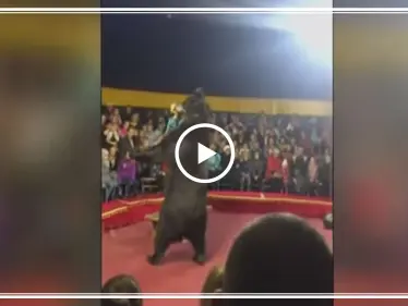 بالفيديو... في مشهدٍ خطير دب يهاجم مدربه خلال عرض سيرك - وكالة ستيب نيوز
