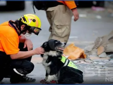 بالفيديو|| الكلب فلاش بات بطلاً بعيون اللبنانيين بعد اكتشافه شخصاً تحت الركام.. تعرف عليه - وكالة ستيب نيوز