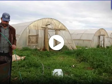 الصقيع والأمراض الفطرية عامل خسارة لدى مشروع أبو عبدو الزراعي شمال إدلب.. إليك قصته - وكالة ستيب نيوز