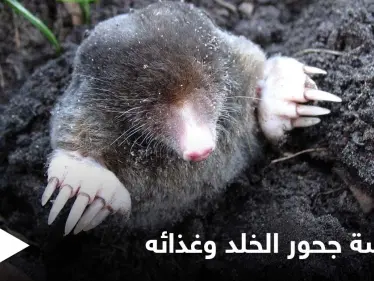 يتبع هندسة منظمة لجحوره ويقسمها إلى غرف عدة.. حياة الخلد السرية تحت الأرض وحقيقة نظامه الغذائي الذي لا يحتوي النباتات - وكالة ستيب نيوز