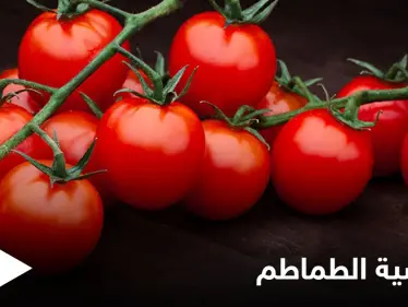 ما هي حساسية الطماطم وهل هي خطيرة تعرف إلى أهم المعلومات عنها - وكالة ستيب نيوز