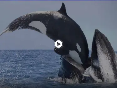 بالفيديو|| نشطاء يوثقون بكاء واستنجاد مؤلم لــ "سفاح المحيط" حوت أوركا القاتل بعد انجرافه على الساحل - وكالة ستيب نيوز