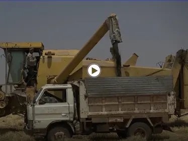 عدسة ستيب ترصد بدء موسم الحصاد في شمال محافظة إدلب - وكالة ستيب نيوز