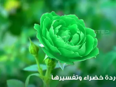 ماذا يعني أن ترى زهرة خضراء في إناء في المنام؟ وماهي دلالة هذه الرؤية - وكالة ستيب نيوز