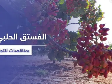 الفستق الحلبي بريفي حماة وإدلب يباع بمناقصات للتجار.. وأصحابه يأكلهم الفقر بالمخيمات - وكالة ستيب نيوز