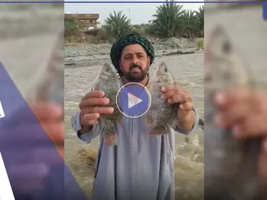شاهد|| ظاهرة غريبة في السعودية حيرت الجميع.. أسماك في سيول الطائف فكيف وصلت - وكالة ستيب نيوز