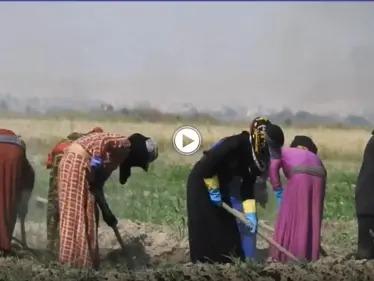 لجوء النساء إلى أعمال الزراعة في شمال شرق سوريا بسبب تردي الوضع المعيشي - وكالة ستيب نيوز