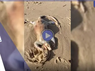 بالفيديو|| يشبه الديناصور.. شاب أسترالي يعثر على كائن غريب على شاطئ البحر وصفه بـ"الفضائي" - وكالة ستيب نيوز