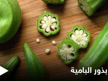 بذور البامية.. فوائد لا يمكن حصرها ومنها علاج السرطان ومكافحة هشاشة العظام - وكالة ستيب نيوز