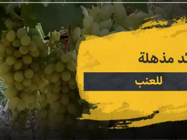15 فائدة مذهلة لـ العنب .. تعرف عليها قبل أن يفوتك موسمها - وكالة ستيب نيوز