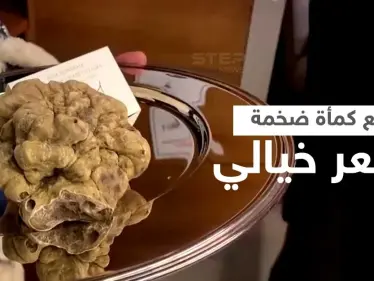بالفيديو|| بيع كمأة ضخمة بسعر خيالي تجاوز مئة ألف دولار... من هو المشتري - وكالة ستيب نيوز