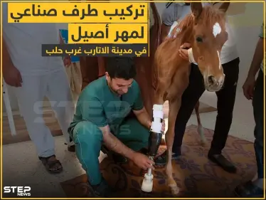 تركيب طرف صناعي لمهر أصيل في مدينة الأتارب غرب حلب - وكالة ستيب نيوز