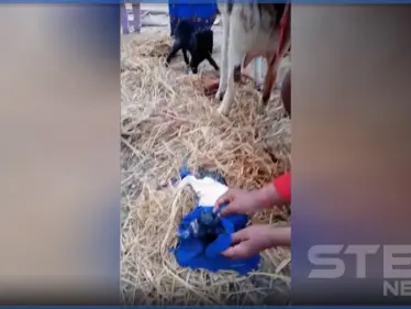 بالفيديو|| ولادة مخلوق غريب في الهند والناس تجتمع حوله 