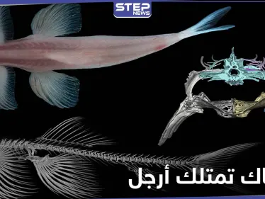 بالصور|| اكتشاف علمي حديث.. هذه الأنواع من الأسماك تمتلك أرجل وتمشي على الأرض - وكالة ستيب نيوز