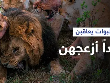 شاهد|| لبوات غاضبات يهاجمن أسداً بطريقة شرسة ويفقدْنَه "خصيته" بحادثة نادرة للغاية - وكالة ستيب نيوز