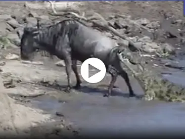 بالفيديو|| لحظة مذهلة لهرب حيوان بري من فكي تمساح قضمه من الخلف - وكالة ستيب نيوز