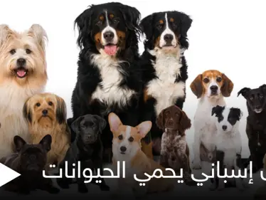 قانون إسباني لـ حماية الحيوانات وضمان الحضانة لها يضع شروطاً قاسية في حال طلاق أصحابها "ملزمان برعايتها" - وكالة ستيب نيوز