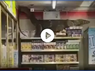 بالفيديو|| سحلية مرعبة بطول مترين تقتحم بقالة في تايلند وتتسلق الرفوف وتستقر في الأعلى - وكالة ستيب نيوز