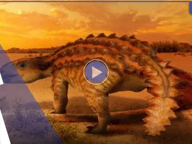 بالفيديو|| اكتشاف ديناصور مدرع بذيل مذهل يشبه أحد أسلحة البشر يعود إلى ملايين السنين - وكالة ستيب نيوز