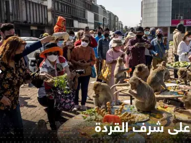 شاهد|| وليمة على شرف القردة.. انقضوا عليها والتهموا أطعمة بألفي دولار - وكالة ستيب نيوز
