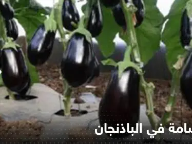 مادة سامة في الباذنجان تخلصوا منها فورا.. خبراء يحذرون منها ويكشفون خطورتها - وكالة ستيب نيوز