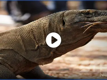 بالفيديو || مفاجآت جديدة لأمريكا.. "كائنات عملاقة" تغزو أجزاء من الولايات - وكالة ستيب نيوز