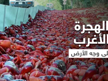 شاهد|| بأغرب هجرة غامضة على وجه الأرض.. ملايين "مصاصي الدماء" يجتاحون شوارع أستراليا ويحتلون أرصفتها ويرعبون سياحها (فيديو) - وكالة ستيب نيوز