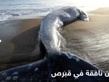 "لغز" مرتبط بالزلزال الكبير.. حيتان نافقة على شواطئ قبرص - وكالة ستيب نيوز