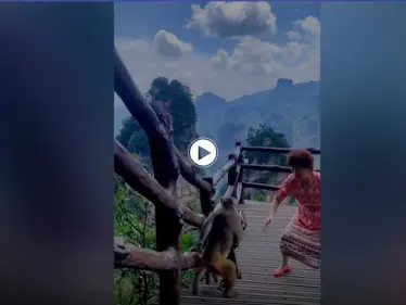 بالفيديو|| قرد سريع يسرق حقيبة امرأة صينية عندما كانت ترقص وتغني بحديقة حيوانات وطنية - وكالة ستيب نيوز