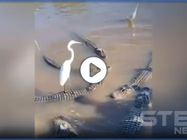 بالفيديو|| ليس الجدي وحده يلعب بعقل التيس .. فـ طائر الزرقي بات يقود تمساحاً! - وكالة ستيب نيوز