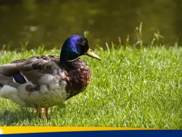 إنفلونزا الطيور تُغلق حدائق أوروبية شهيرة وتثير الذعر بين السكان - وكالة ستيب نيوز