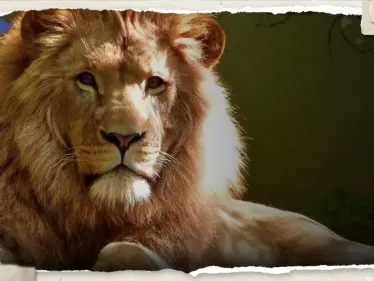 بالفيديو|| أسد يثير الرعب بعد هروبه من السيرك وتجوّله في شوارع مدينة إيطالية - وكالة ستيب نيوز