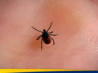 إسطنبول في مرمى "هجوم صامت".. حشرة خطيرة تهدد الصحة العامة - وكالة ستيب نيوز