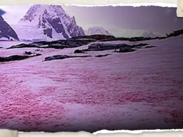 شاهد|| "الثلج الوردي".. سكان ولاية أمريكية يشهدون ظاهرة غريبة وعلماء يفسرونها - وكالة ستيب نيوز