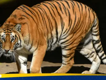 إغلاق حديقة حيوانات في باكستان بعد هجوم النمر الغامض.. حذاء في فمه كشف "الحادث المروع" - وكالة ستيب نيوز