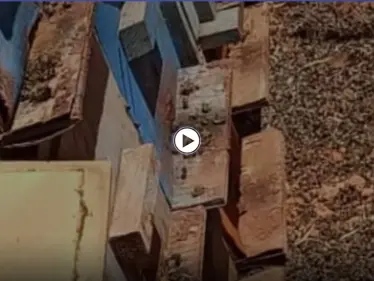 بالفيديو || المبيدات الحشرية تفتك بالنحل في إدلب والمربون يشكون انحسار المراعي - وكالة ستيب نيوز