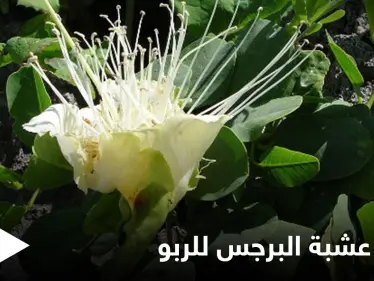 حقيقة فوائد عشبة البرجس للربو ومحاذير استخدامها - وكالة ستيب نيوز