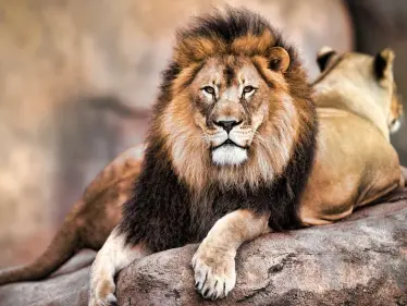 تفسير رؤية الأسد في المنام - وكالة ستيب نيوز