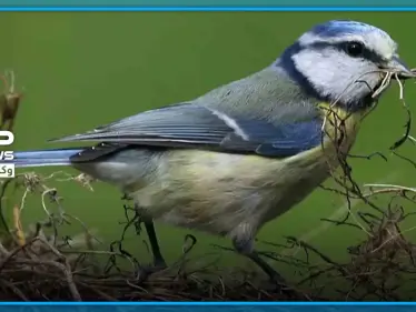 ليس كورونا لكنه قاتل.. مرض خطير يفتك بآلاف الطيور في ألمانيا - وكالة ستيب نيوز
