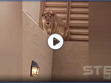 بالفيديو|| مفاجئة غريبة.. أسد في منزل عائلة سعودية على بعد أمتار من "أضحيتهم" وهكذا ردت السلطات - وكالة ستيب نيوز