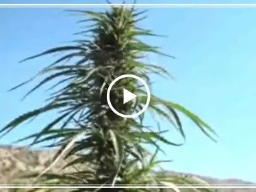 شاهد بالفيديو || تاجر حشيش لبناني يُطالب الحكومة بفتح المعابر لتصدير الحشيش ويقول "افتحوا المعابر بدنا نطعمي ولادنا مال حلال" - وكالة ستيب نيوز