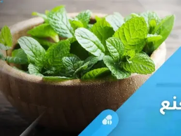 أكثر النباتات العلاجية شعبية حول العالم.. النعنع وفوائد كثيرة لا تحصى - وكالة ستيب نيوز