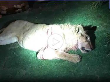 هاشتاغ "أسد يقتل شاب" يتصدر الترند في السعودية.. بعد قيام المفترس بإنهاء حياة صاحبه (فيديو) - وكالة ستيب نيوز