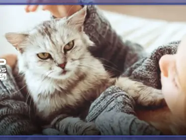 إليك سيدتي ..أضرار القطط على الحامل - وكالة ستيب نيوز