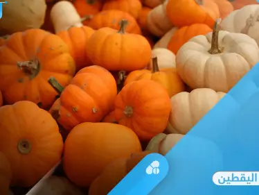 فوائد اليقطين.. صيدلية متكاملة للكثير من الأمراض وأعضاء الجسم إليك أهم المعلومات - وكالة ستيب نيوز