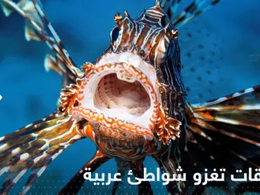 "بعضها خطير".. مخلوقات بحرية غريبة تغزو شواطئ دولة عربية - وكالة ستيب نيوز