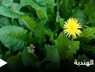 من الصحة إلى الجمال.. تعرف على فوائد الهندبة العديدة - وكالة ستيب نيوز