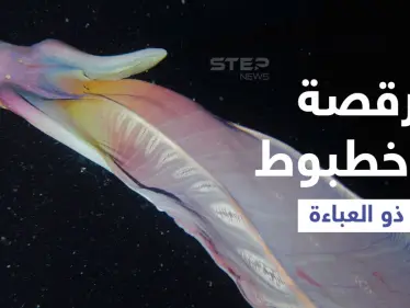 بالفيديو|| مشاهد نادرة لأنثى الأخطبوط ذو العباءة ترقص تحت الماء بشكل غريب لمراوغة المخلوقات المفترسة - وكالة ستيب نيوز