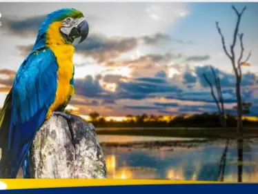 شروط الحصول على الجنسية البرازيلية وطريقة التقديم - وكالة ستيب نيوز