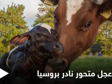 شاهد|| ولادة عجل متحور نادر في روسيا.. له رأسين وجسم خنزير - وكالة ستيب نيوز